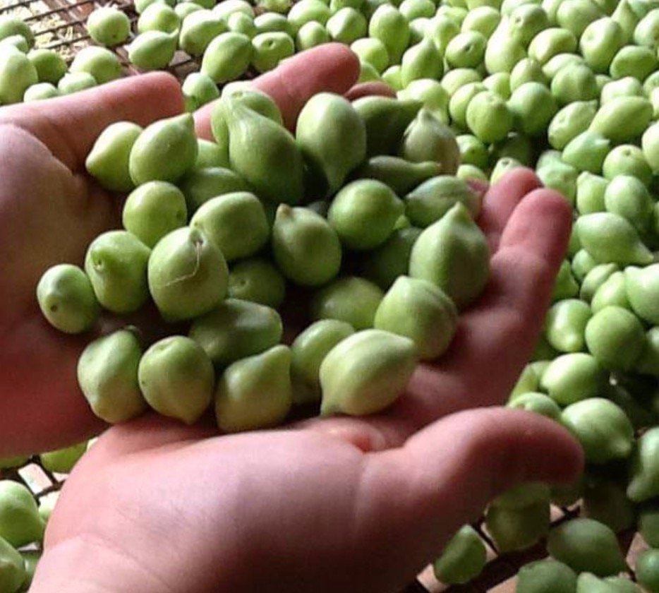 Hand holding gabiny fruit, gabiny pile in the background.