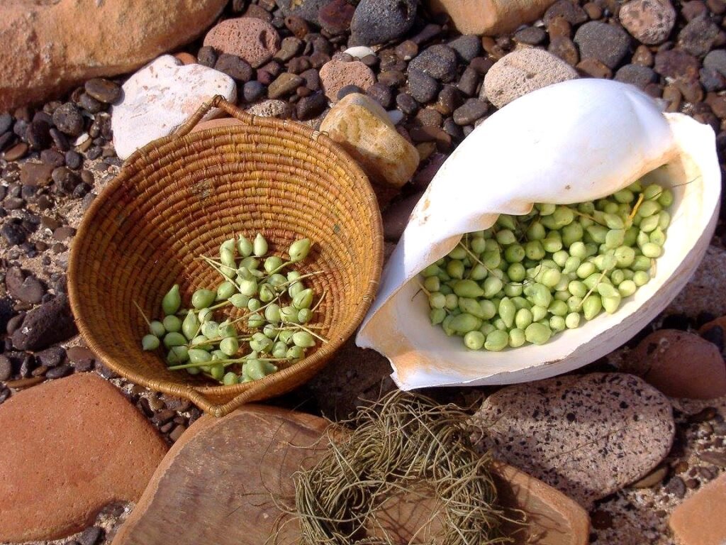 Hand weaved basket, with kakadu plum, gabiny inside. 

Conch shell filled with Kakadu plum, on top of beach pebbles.